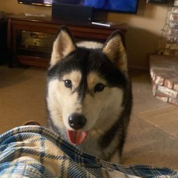 Misfit - Siberian Husky