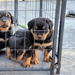 Rottweiler Puppies from Mickey's Rottweilers