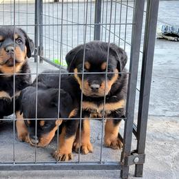 Rottweiler Puppies from Mickey's Rottweilers