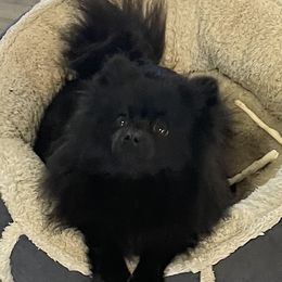 Rio - Pomeranian