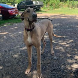 Gaia - Great Dane