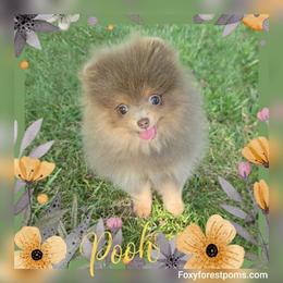 Pooh - Rare Color - AKC - Lavender male Pomeranian puppy in Eatonville, Washington from Foxy Forest Poms