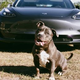 Shenzi - Blue American Bully puppy in Springhill, Florida from War Hammer Bullies