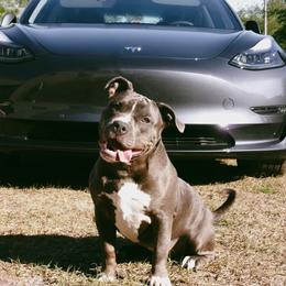 Shenzi - Blue American Bully puppy in Springhill, Florida from War Hammer Bullies