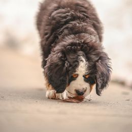 Bernese Mountain Dog Puppies from Breaking Trail Berners