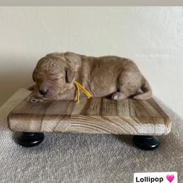 Lollipop - Red  female Goldendoodle puppy in Crothersville, Indiana from Wischmeier’s Doodles