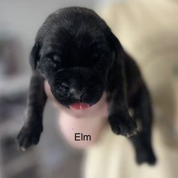 Boy 2 - Brindle Mastiff puppy in South Dakota from Clearbrook Mastiffs