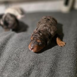 Coffee - Blue merle male Bernedoodle puppy in Mc Gaheysville, Virginia from Doting Doodles