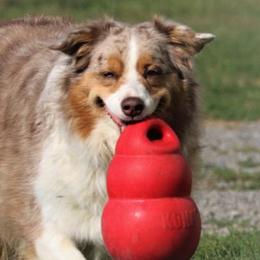 Australian Shepherds and Giant Schnauzers from Northern Lights Working Dogs