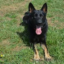 German Shepherds from Rathbone Kennels