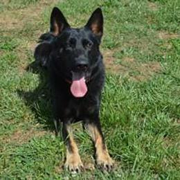 German Shepherds from Rathbone Kennels