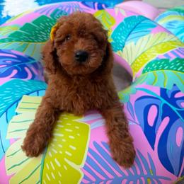 Nala - Red female Cavapoo puppy in Mint Hill, North Carolina from DoodleForever