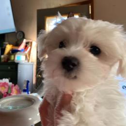 Puppy - White and lemon male Maltese puppy in Hillman, Michigan from Susan's Maltese