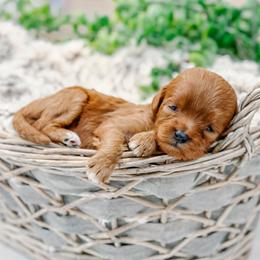 Dolly - Red  female Goldendoodle puppy in Iola, Texas from Supreme Doodles of Texas