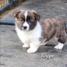 River - Brindle and white male American Corgi puppy in Concrete, Washington from Wigglebutts American Corgis