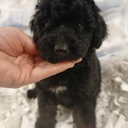 Kaleidoscope's Quiet Creek - Black female Whoodle puppy in Andalusia, Alabama from Kaleidoscope Kennels