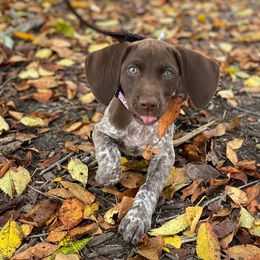 Belgian Malinois and German Shorthaired Pointer Puppies from Lapdog GSP