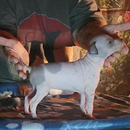 Hearts Caramel Dawn Serenade - Cara - White and chocolate female American Hairless Terrier puppy in Lebanon, Missouri from Hearts Companions