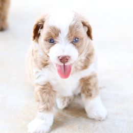 Aussiedoodle Puppies from 5 Cent Doodle Dogs