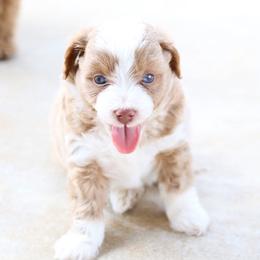 Aussiedoodle Puppies from 5 Cent Doodle Dogs