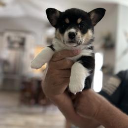 Pembroke Welsh Corgi Puppies from Dash'n Corgis of AZ