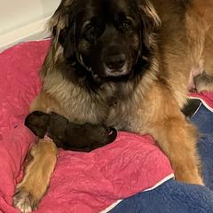 Leonberger Puppies from Sinnsro Leonbergers