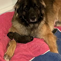 Leonberger Puppies from Sinnsro Leonbergers