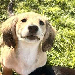 Yen - Cream female Dachshund puppy in Spokane, Washington from Beautiful Beans
