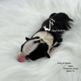 King of Hearts - Black and white male American Corgi puppy in Casper, Wyoming from Flying Note Shorties