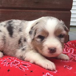 Australian Shepherd Puppies from Pilcher Farms
