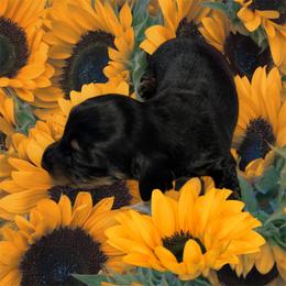 Black and tan - Black and tan female Dachshund puppy in Proctor, Montana from Blue Star Dachshunds
