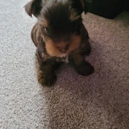 Yorkshire Terrier Puppies from Casey Clan Yorkies
