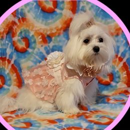Maya - Maltese