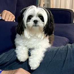 Missy - Shih Tzu