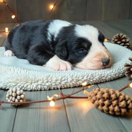Keeper 3 - Black tri-color female Australian Shepherd puppy in Statesville, North Carolina from Charming Australian Shepherds