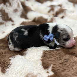 Blue collar with tail - Blue merle male Miniature Australian Shepherd puppy in 32046, Florida from River Hill Ranch