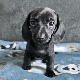 Petal - Black female Dachshund puppy in Ocala, Florida from Weenie Boops