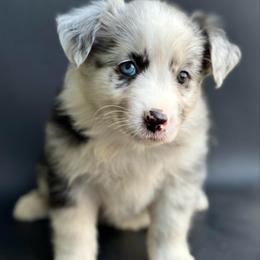 Clark - Blue merle male Miniature Australian Shepherd puppy in Luling, Texas from Little Wood Toy and Mini Aussies