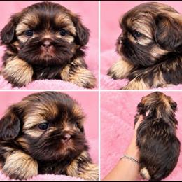 Chocolate boy - Chocolate male Shih Tzu puppy in Modesto, California from Debbie's Darling Shih Tzus