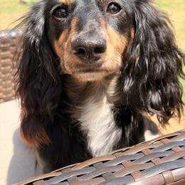 Whisper - Dachshund