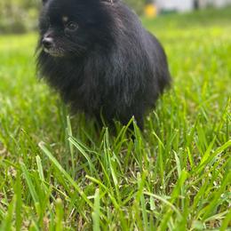 Milo - Black and tan male Pomeranian puppy in Silver Springs, Florida from Gigi’s Pocket Poms