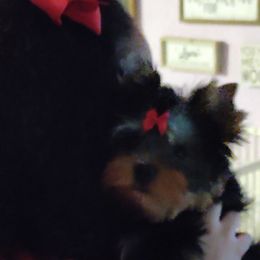 Yorkshire Terrier Puppies from Twilights Yorkies FL