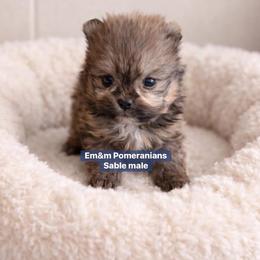Sable - Orange sable male Pomeranian puppy in Kentucky from Em&M Pomeranians