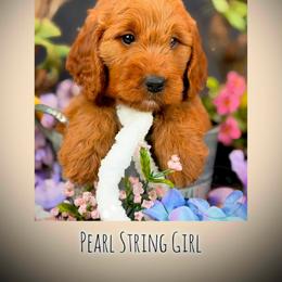 Bernedoodle, Goldendoodle, Golden Retriever, and Poodle Puppies from Red String Farmstead
