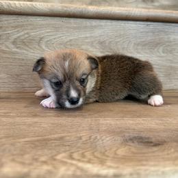 Opal - Sable female Pembroke Welsh Corgi puppy in Phelan, California from Desert Sunset Pembroke Welsh Corgis