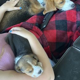 Beagle Puppies from Stranger Creek Beagles