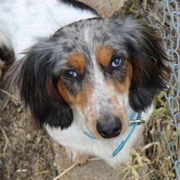 Dachshunds from Wyatt's Dachshunds