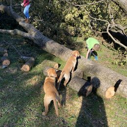 Labrador Retriever Puppies from Spring Water Labs of the Carolinas