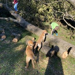 Labrador Retriever Puppies from Spring Water Labs of the Carolinas