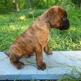Gold collar guy - Brindle male Boxer puppy in Isle, Minnesota from Boxers vom Norden